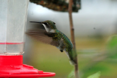 910yard 132hummingbird.jpg