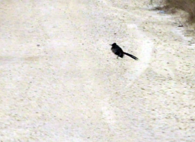 911county 007greaterroadrunner.jpg