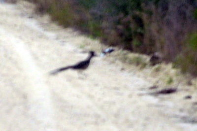 911county 009greaterroadrunner.jpg