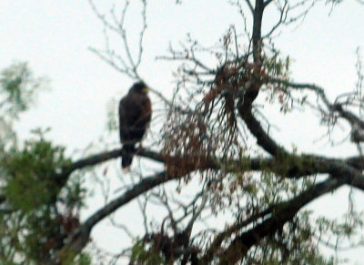 911county 012Harris'shawk.jpg