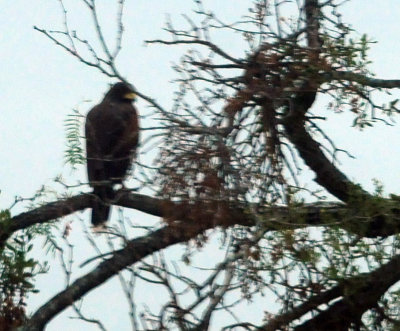 911county 014Harris'shawk.jpg