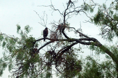 911county 015Harris'shawk.jpg