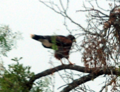 911county 016Harris'shawk.jpg