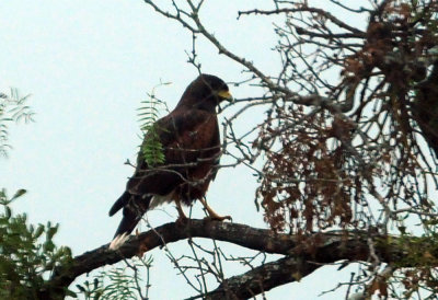 911county 019Harris'shawk.jpg