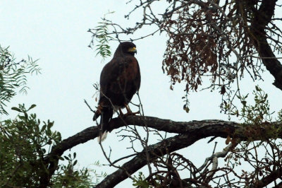 911county 023Harris'shawk.jpg