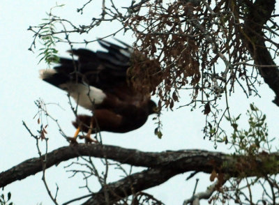 911county 025Harris'shawk.jpg