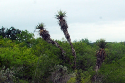 911county 031yucca.jpg