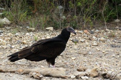 911county 034turkeyvulture friendly.jpg
