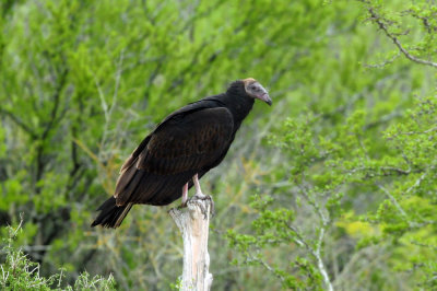 911county 040turkeyvulture friendly.jpg