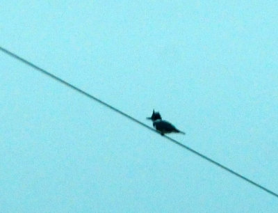 911county 042beltedkingfisher.jpg