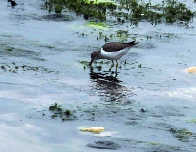 911county 046spottedsandpiper.jpg