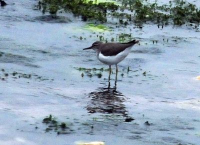 911county 047spottedsandpiper.jpg