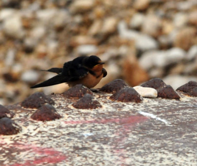 911county 057barnswallow.jpg