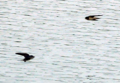 911county 074swallows.jpg