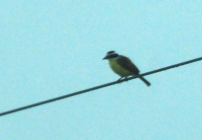 911county 067greatkiskadee.jpg