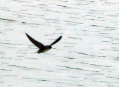 911county 072swallow.jpg