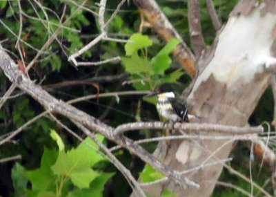 911county 076greenkingfisher.jpg