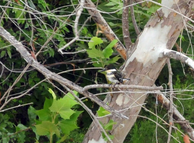 911county 078greenkingfisher.jpg