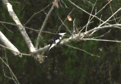 911county 084greenkingfisher.jpg