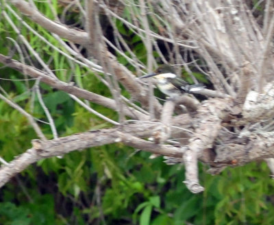 911county 088greenkingfisherzzzzzzz.jpg
