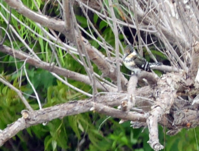 911county 091greenkingfisher.jpg