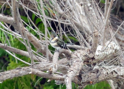 911county 092greenkingfisher.jpg