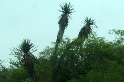 911county 122yucca.jpg