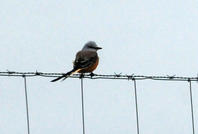 911county 142scissortail.jpg