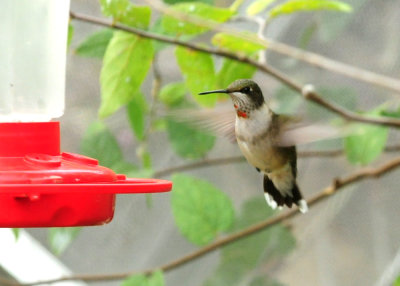 911county 162hummerredzzzzzzzz.jpg