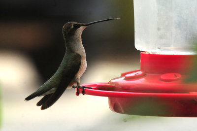 911yyard 041hummer.jpg