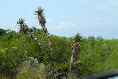 912county 004yucca.jpg