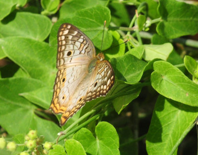 912county 031whitepeacock.jpg
