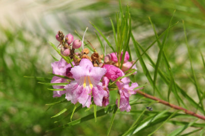 912county 045pinkflora.jpg
