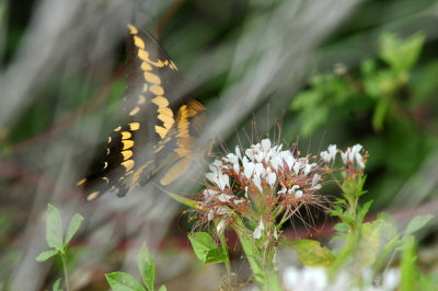 912county 054giantswallowtail.jpg