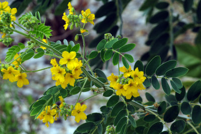 912county 064yellowflora.jpg