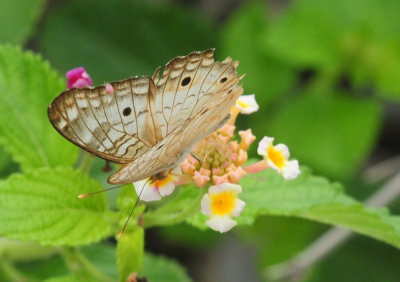 912county 077whitepeacock.jpg