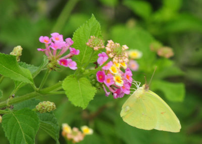 912county 074lantana.jpg