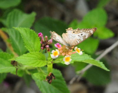912county 080whitepeacock.jpg