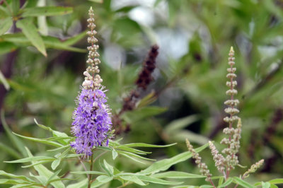 912county 086purpleflora.jpg