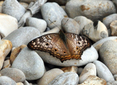 912county 105whitepeacock.jpg