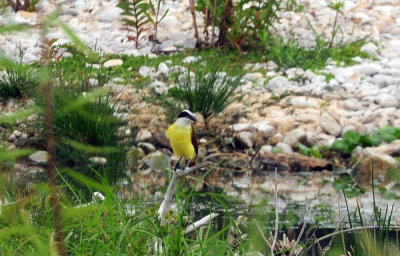 912county 110greatkiskadee.jpg
