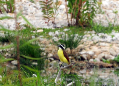 912county 114greatkiskadee.jpg