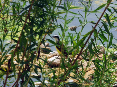 912county 120greatkiskadee.jpg