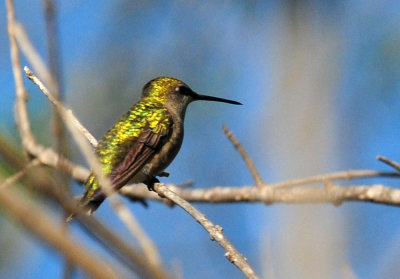 912hummers 027hummer.jpg