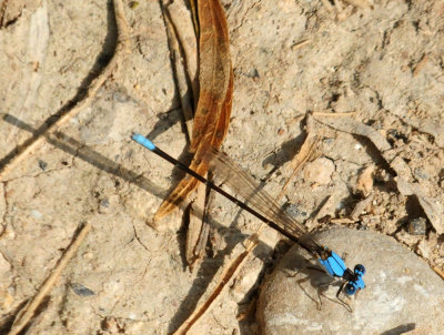 913ccccounty 010bluefronted.jpg