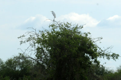 913ccccounty 038greategret.jpg
