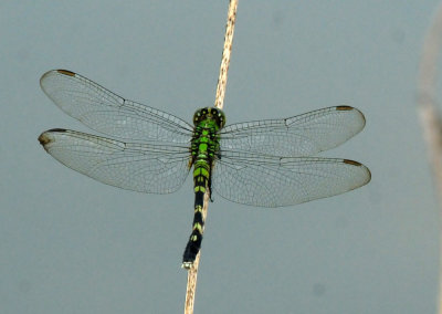 913ccccounty 054easternpond.jpg