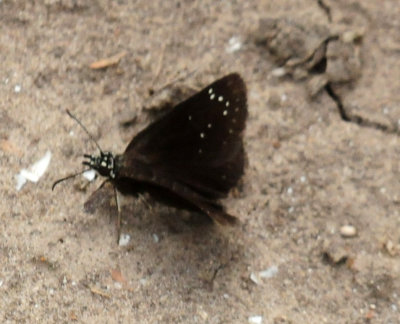 913ccccounty 060commonsootywing.jpg
