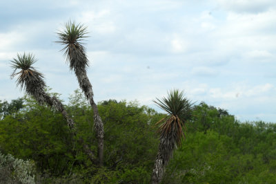 913ccccounty 066yucca.jpg