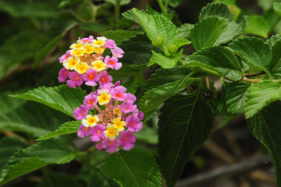 913ccccounty 068lantana.jpg